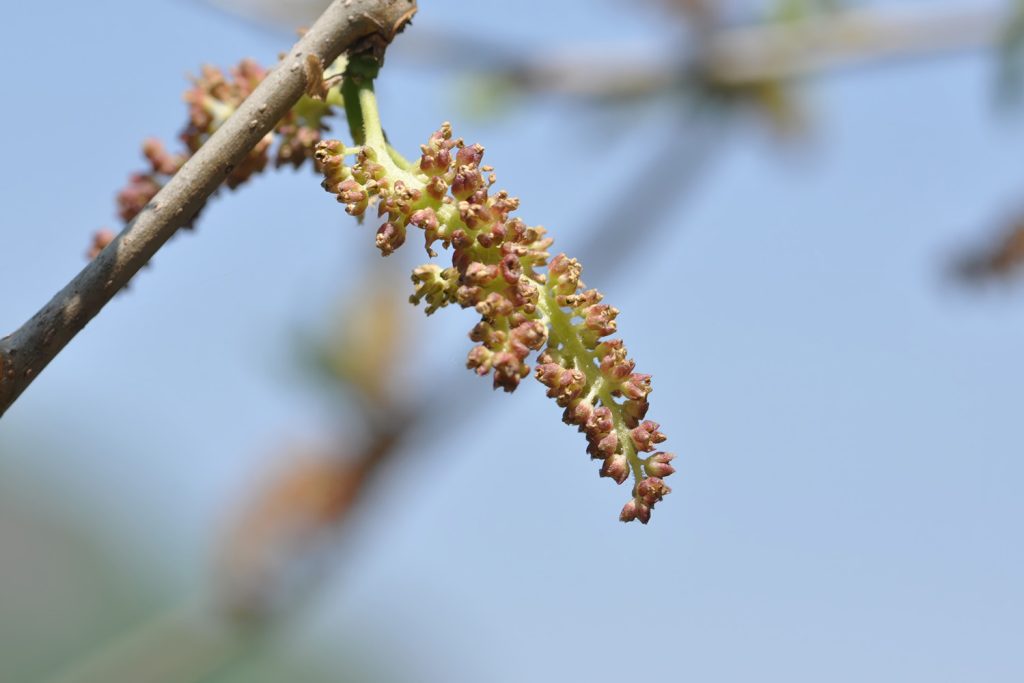 As flores da amoreira-branca originam os frutos
