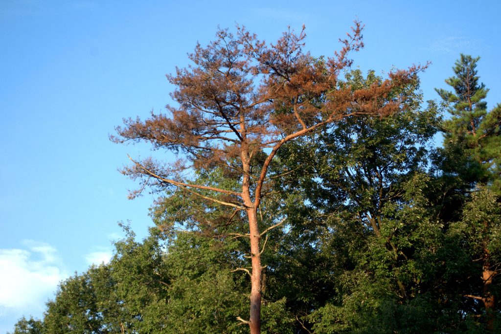 Pragas e doenças entre os desafios da floresta