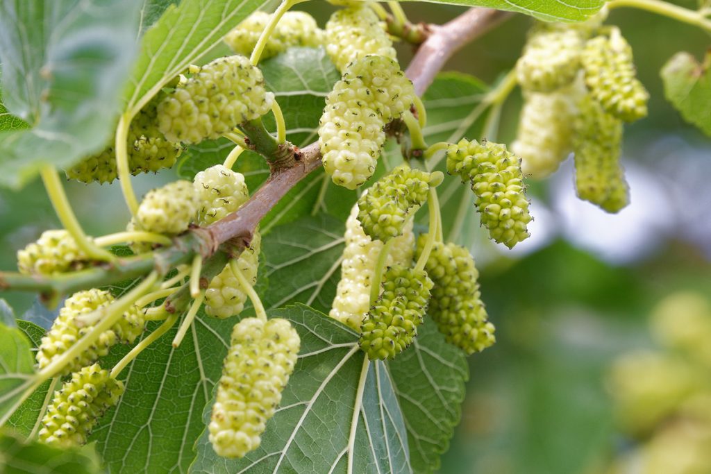 Amoras e seda: as principais fontes de valorização da amoreira