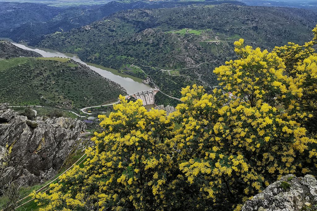 Invasoras reforçam desafios da floresta portuguesa