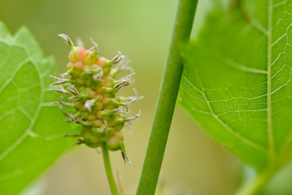As flores da Morus nigra