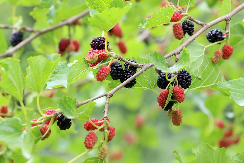 As amoras da amoreira-negra