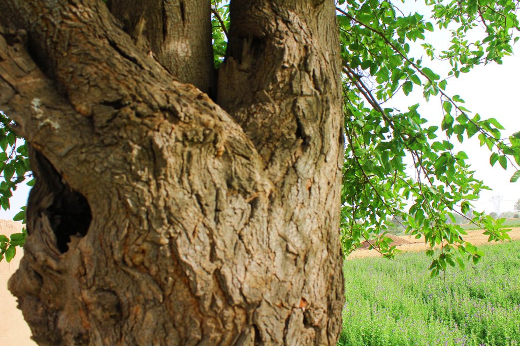 Amoras e seda: as principais fontes de valorização da amoreira
