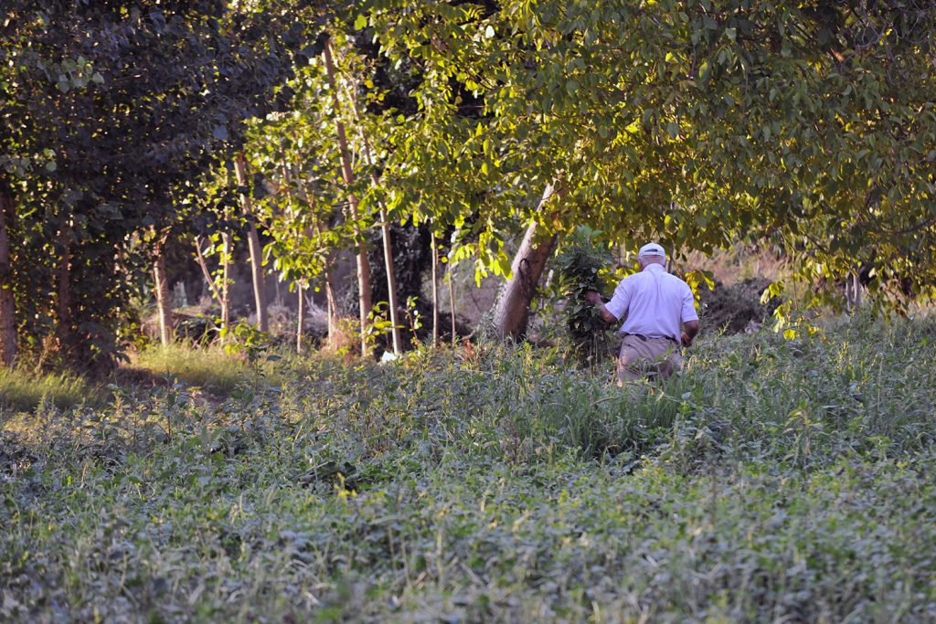 Baixa rentabilidade compromete investimento na floresta portuguesa