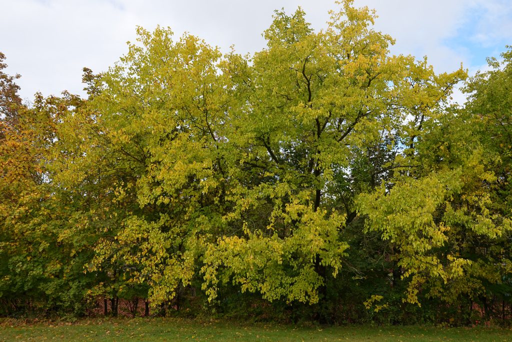 Amoras e seda: as principais fontes de valorização da amoreira