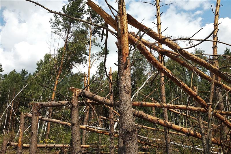 A urgência de criar parques públicos de madeiras