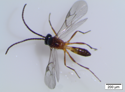 Ichneumonoidea: inseto parasitoide