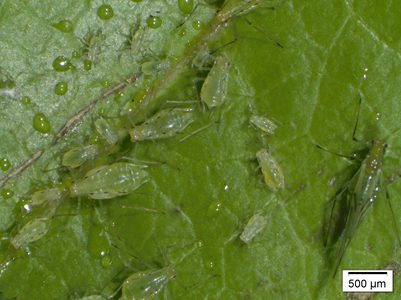 Insetos como obreiros dos serviços dos ecossistemas