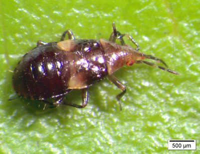 Anthocorideo: inseto predador