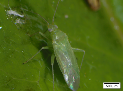 Piolhos-verdes insetos herbívoros da família dos afídeos