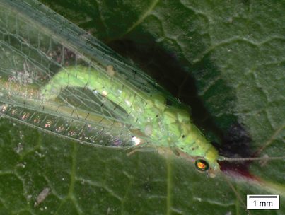 Crisopídeos (crisopas), da família Chrysopidae