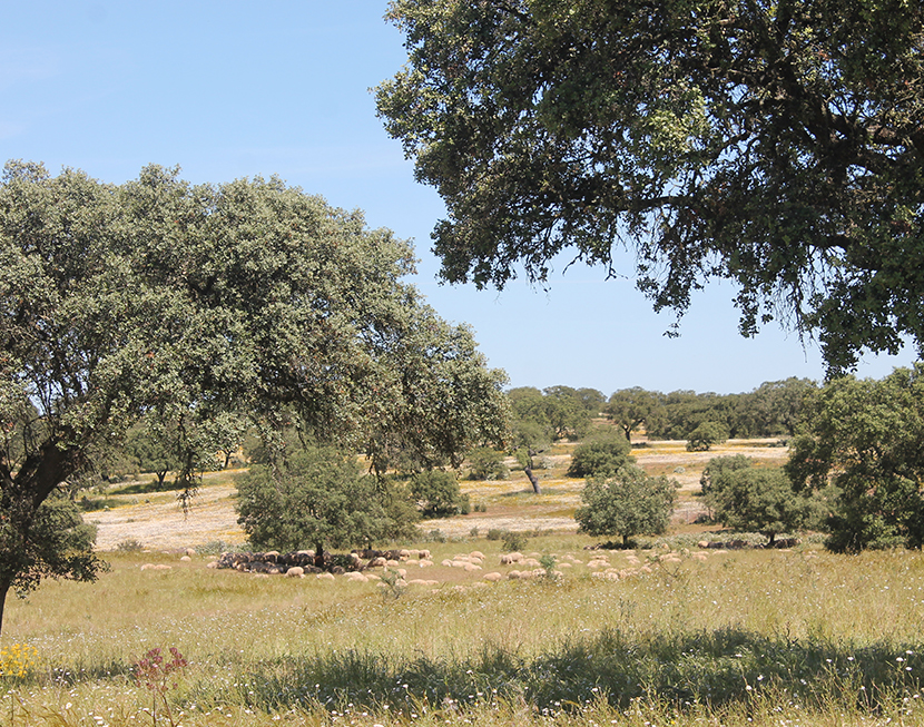 Teresa Carita, pastagens biodiversas