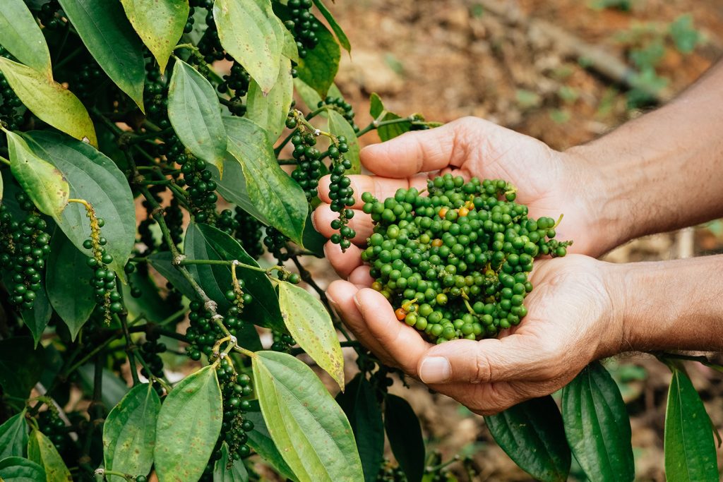 As árvores da pimenta