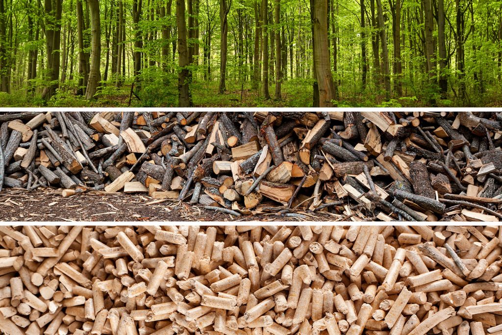 Parques de recolha de biomassa: melhor floresta, mais energia