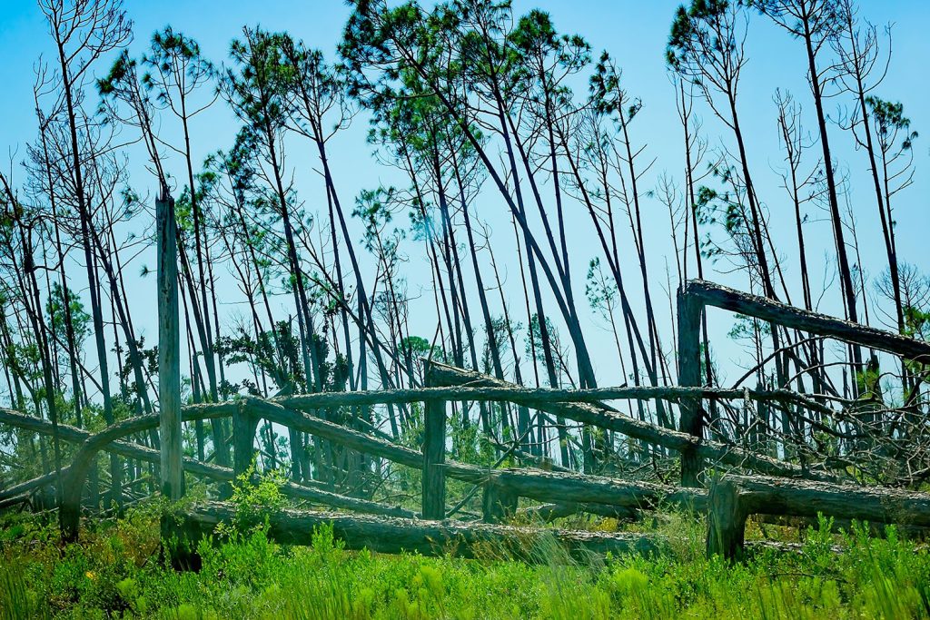 Sem parques de recolha de biomassa a madeira derrubada vai alimentar incêndios