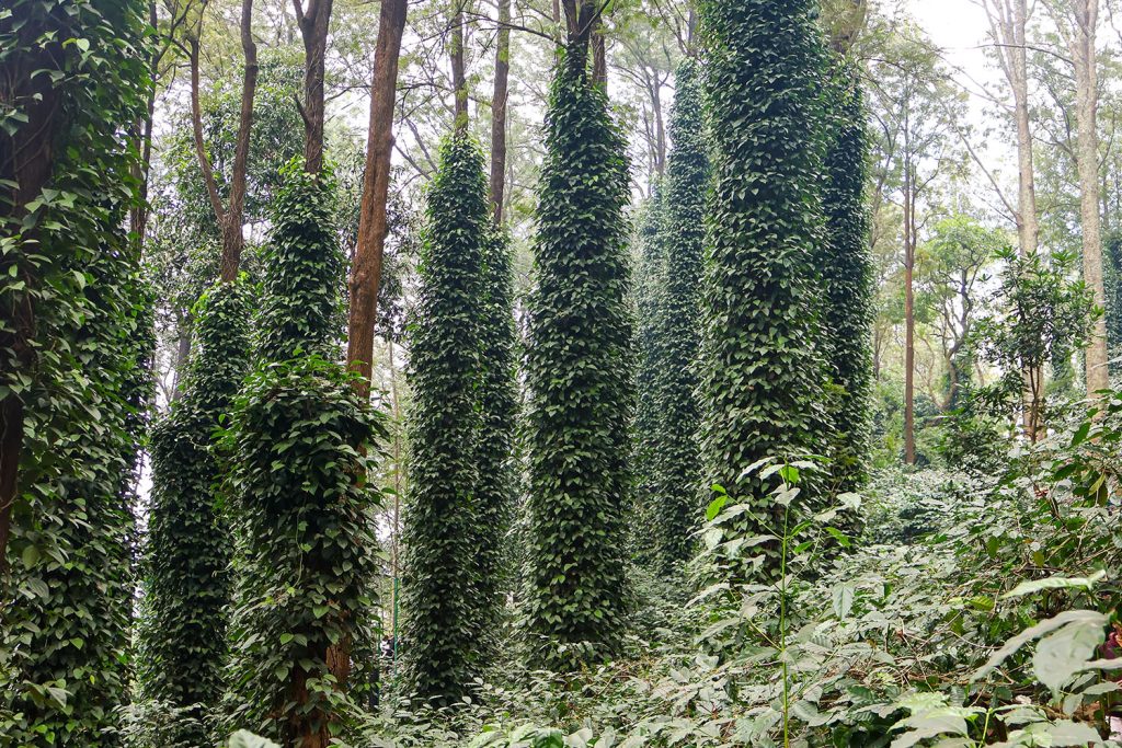As árvores da pimenta