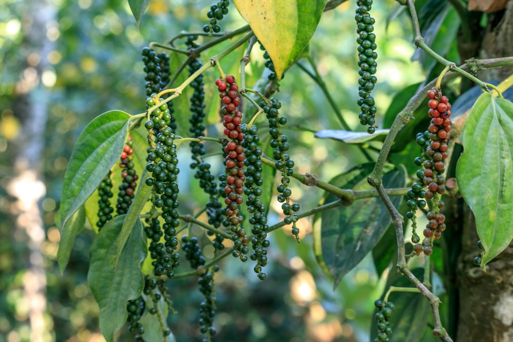 As árvores da pimenta