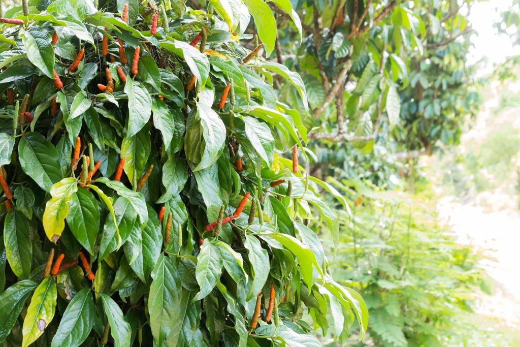 As árvores da pimenta