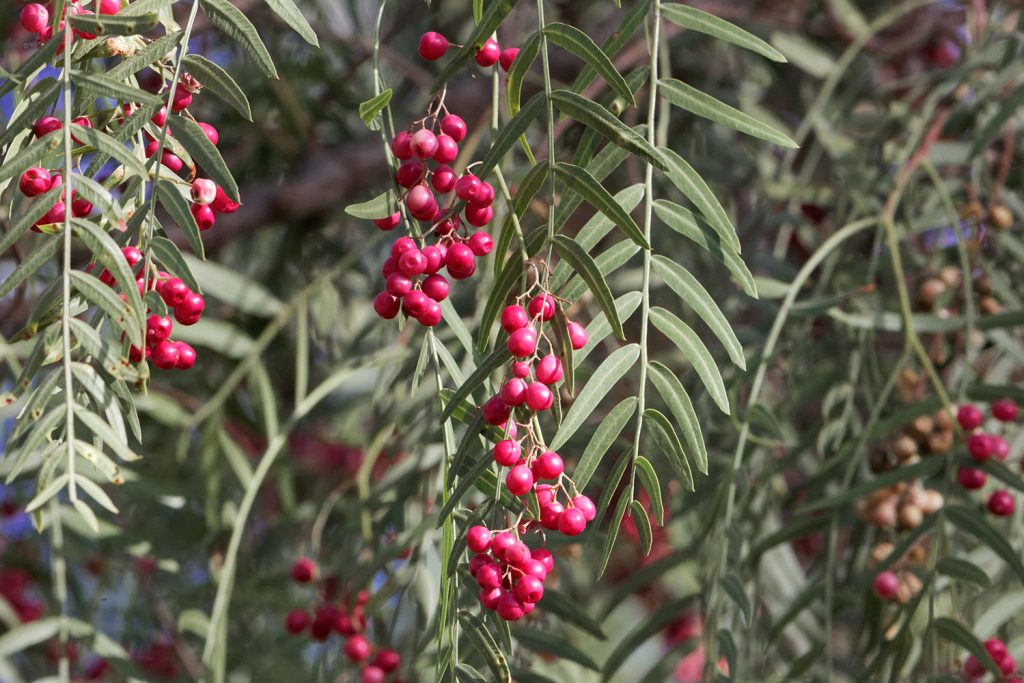 As árvores da pimenta