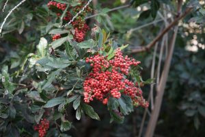 As árvores da pimenta