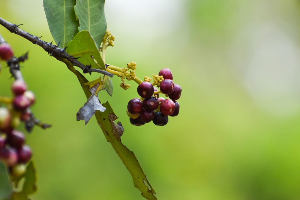 As árvores da pimenta