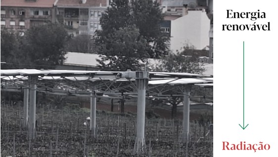 Vinha sob painéis solares ISA