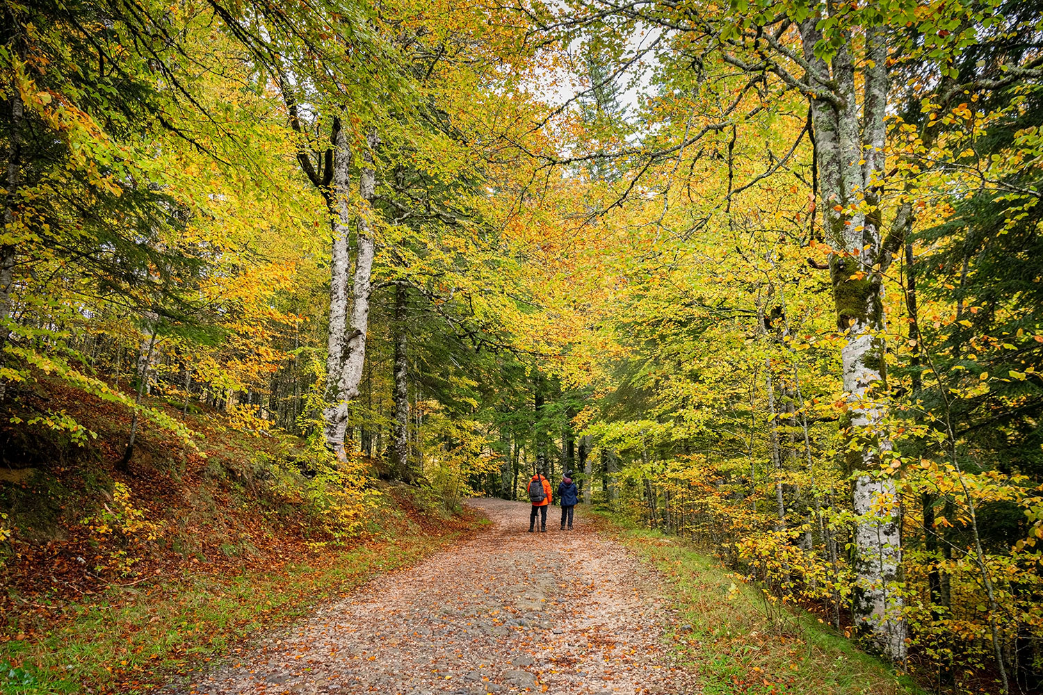 Floresta europeia em 2025: mais área e diversidade, mais pressões