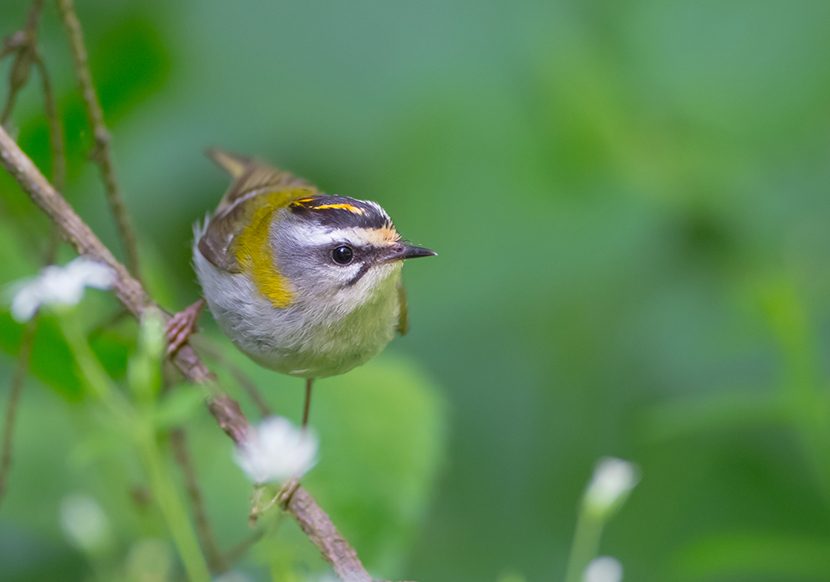 ADN animal revela biodiversidade nas florestas de Arouca