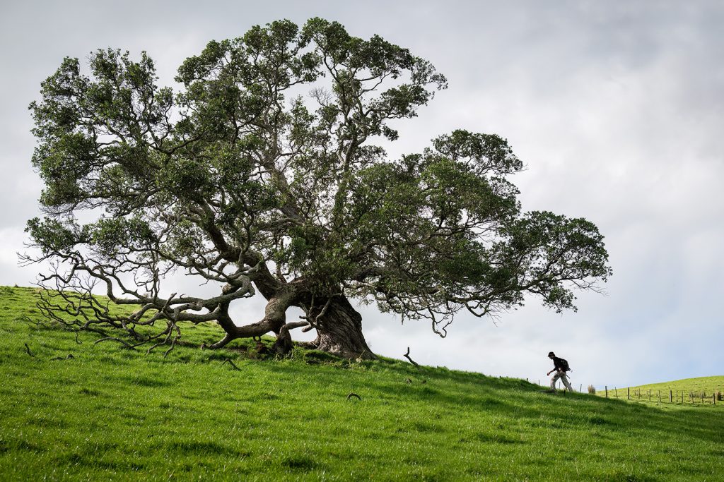 A madeira moldou as grandes transformações humanas