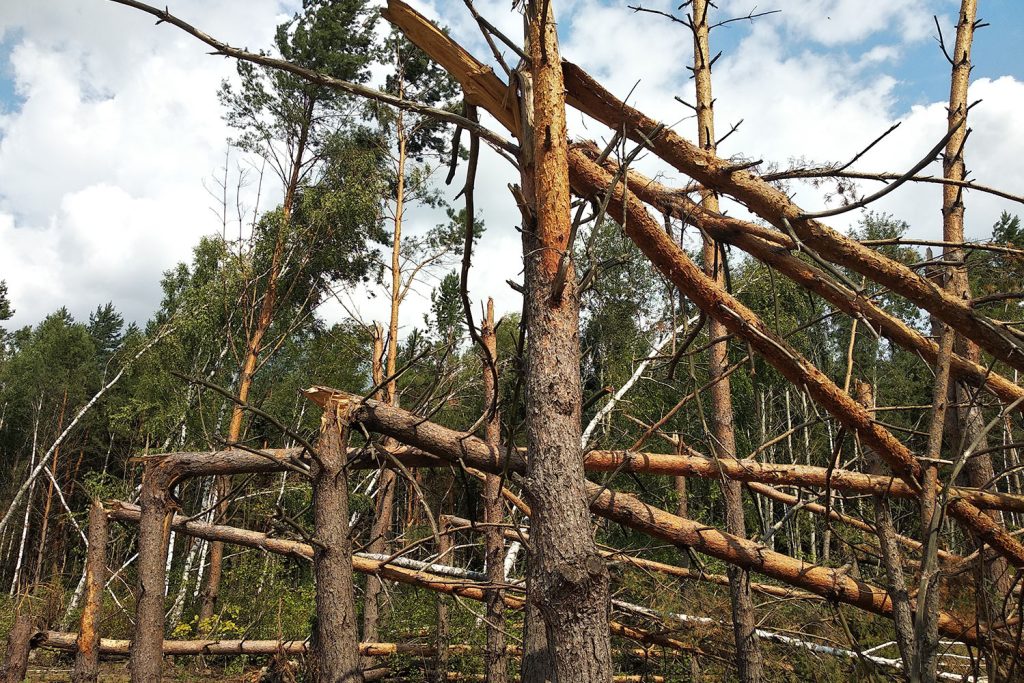 Tempestades derrubaram árvores no principal território da resinagem