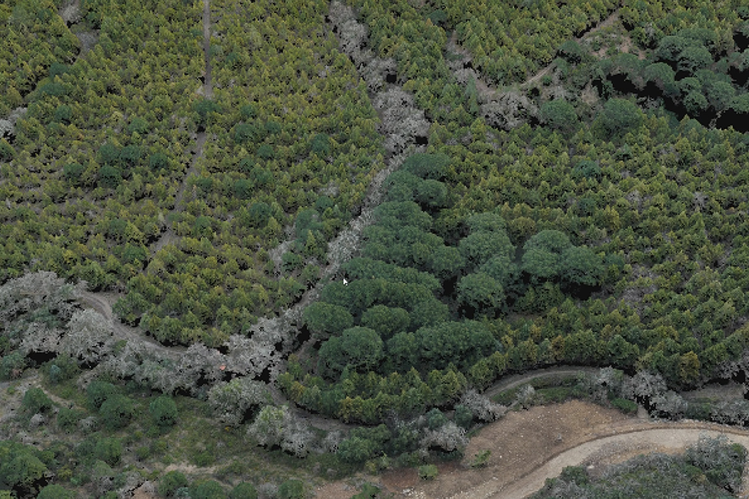 “A tecnologia LiDAR altera radicalmente a forma como vemos a floresta. Ao contrário de outras metodologias convencionais, como o inventário florestal por amostragem ou a fotogrametria por imagem, o sensor LiDAR aéreo emite um feixe laser que penetra nos espaços entre a folhagem e atinge o solo. O feixe é depois devolvido ao sensor, que regista a distância dos objetos. São estas medições que permitem mapear a estrutura do coberto florestal ou arbustivo e obter uma imagem detalhada e completa da sua arquitetura”, explica o especialista. “A tecnologia LiDAR altera radicalmente a forma como vemos a floresta. Ao contrário de outras metodologias convencionais, como o inventário florestal por amostragem ou a fotogrametria por imagem, o sensor LiDAR aéreo emite um feixe laser que penetra nos espaços entre a folhagem e atinge o solo. O feixe é depois devolvido ao sensor, que regista a distância dos objetos. São estas medições que permitem mapear a estrutura do coberto florestal ou arbustivo e obter uma imagem detalhada e completa da sua arquitetura”, explica o especialista.