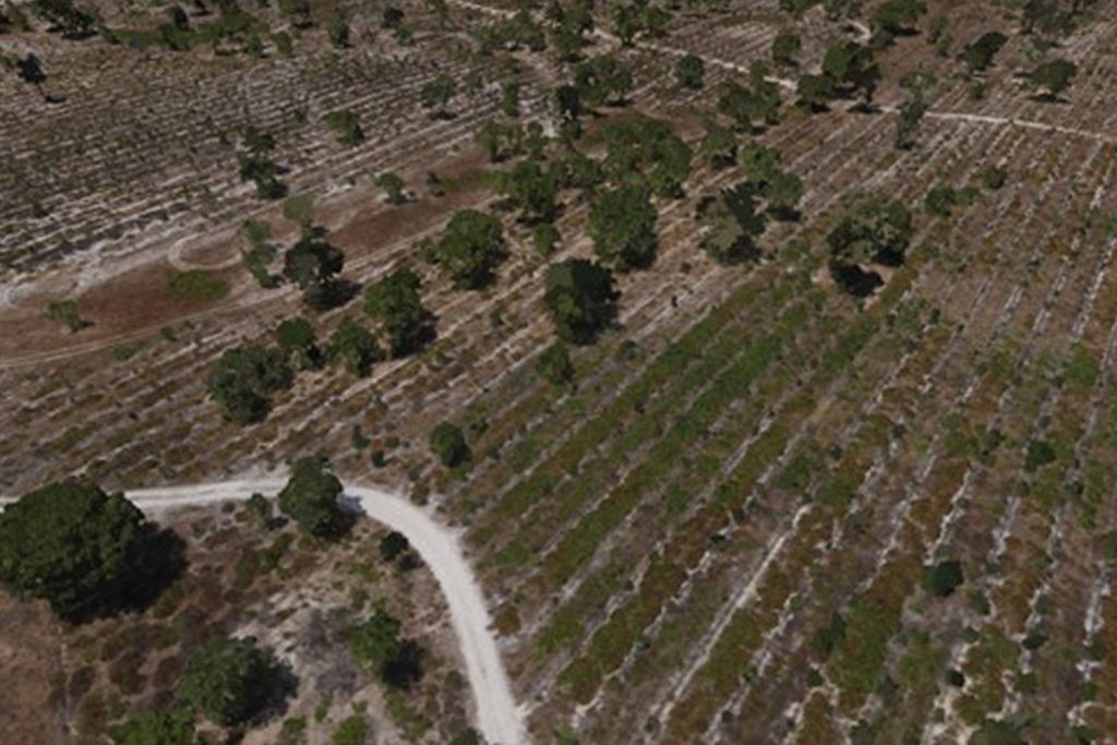 Floresta portuguesa mapeada por LiDAR- exemplo de nuvens de pontos Floresta portuguesa mapeada por LiDAR- exemplo de nuvens de pontos