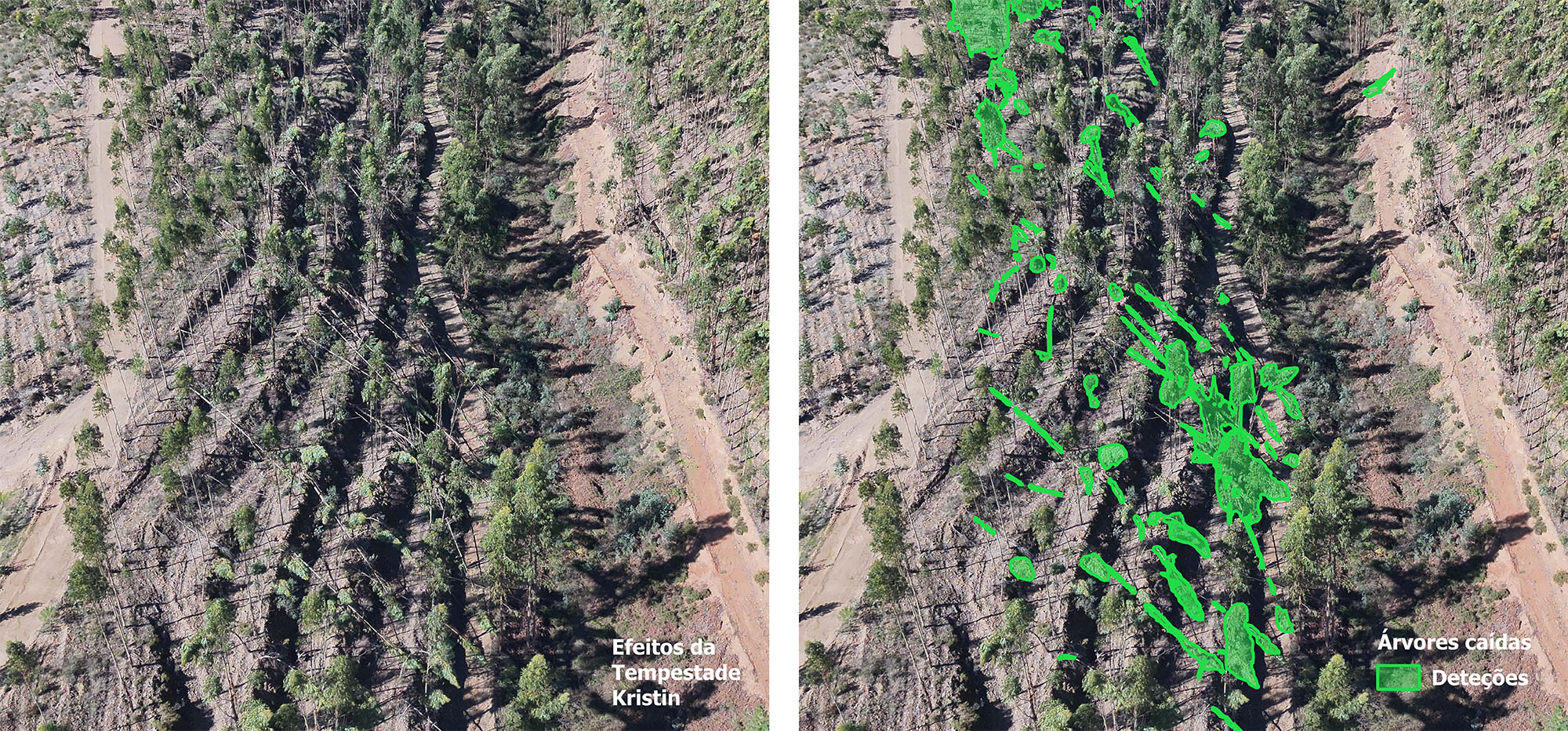 Aplicação da IA na gestão florestal para identificar árvores caídas Aplicação da IA na gestão florestal para identificar árvores caídas
