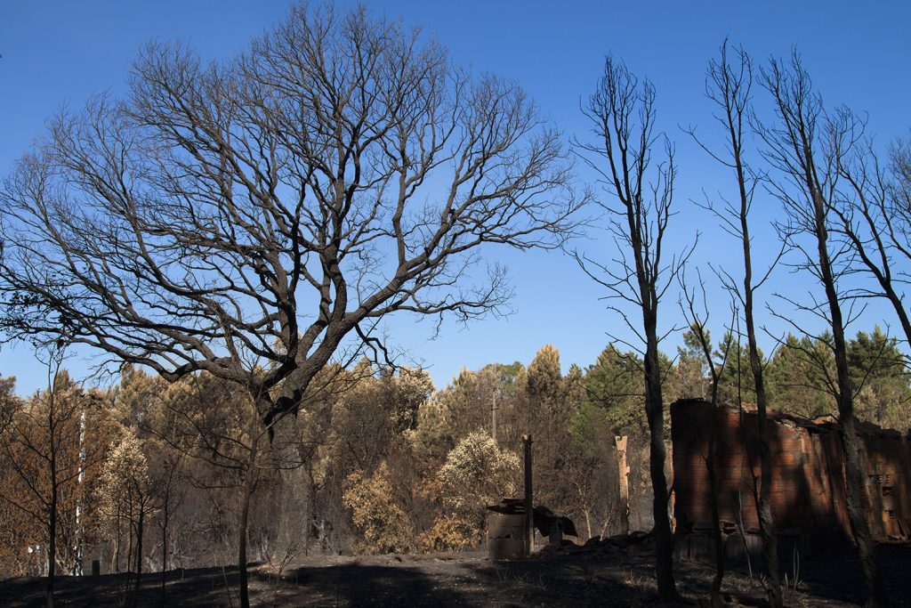 Greenpeace analisa 80 anos de incêndios em Portugal e apela à mudança Greenpeace analisa 80 anos de incêndios em Portugal e apela à mudança
