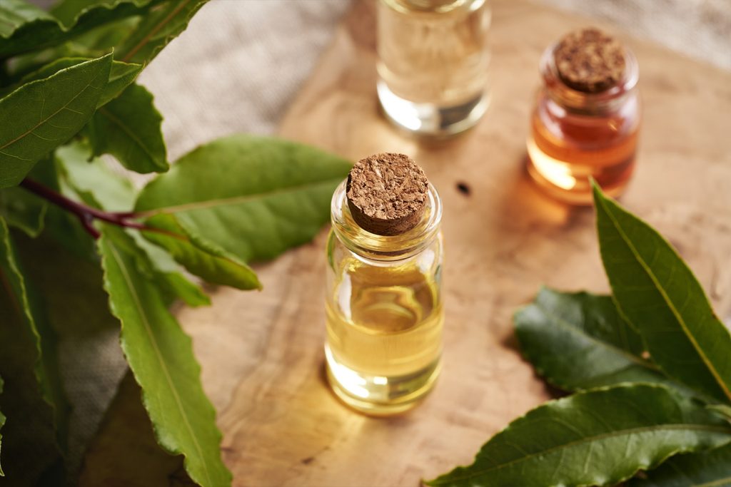 Árvores medicinais têm longo uso tradicional Árvores medicinais têm longo uso tradicional