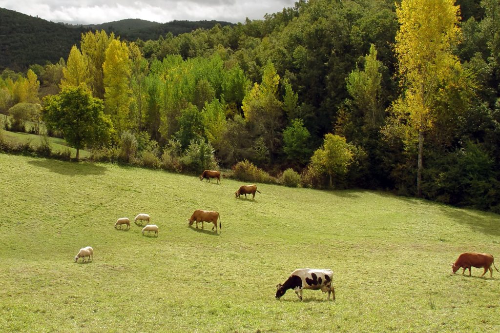 Agricultura e silvicultura regenerativa Agricultura e silvicultura regenerativa